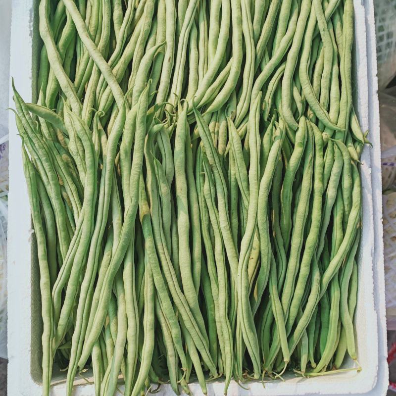 精品架豆王，无筋豆，豆王，四季豆，大量供应品质有保证！