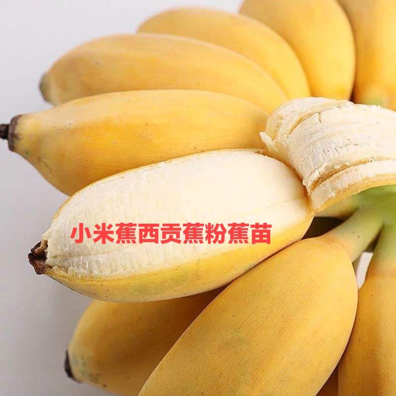 矮脚香蕉苗粉蕉苗小米蕉苗桂蕉一号B6香蕉苗营养杯苗