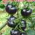 高产黑珍珠番茄种子，100粒