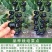高产黑珍珠番茄种子，100粒