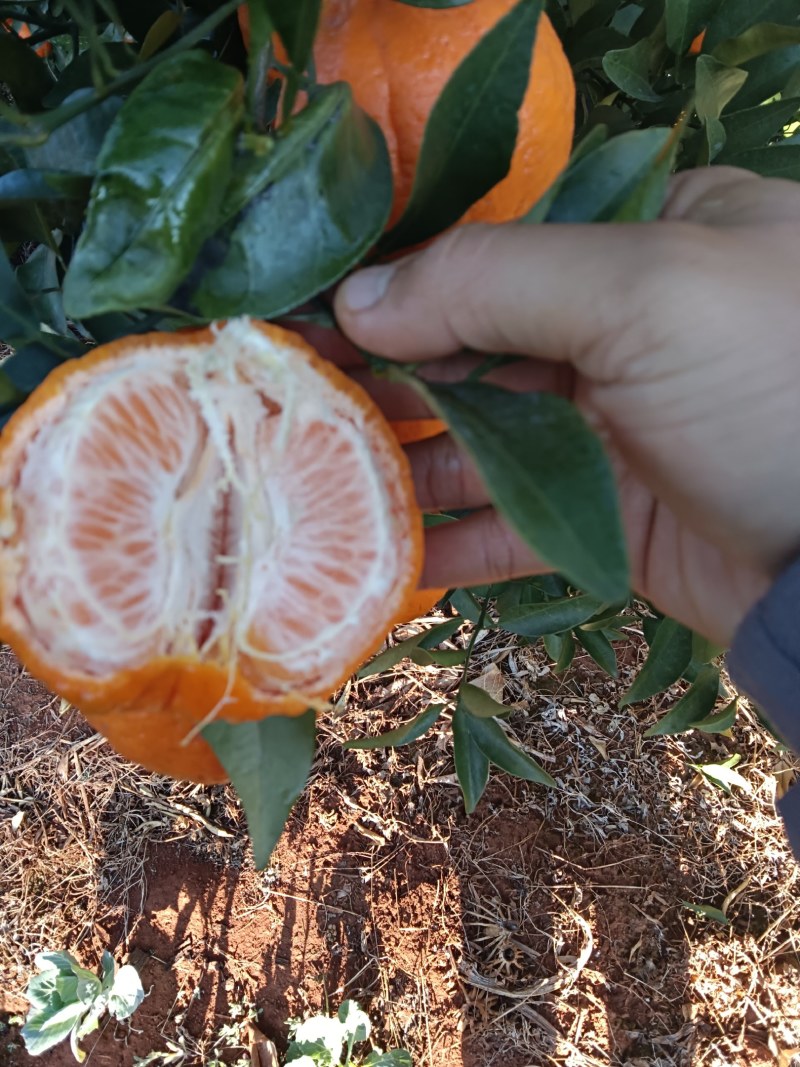 丽江晚熟椪柑火红脆甜的柑橘水果纯甜平椪货源充足