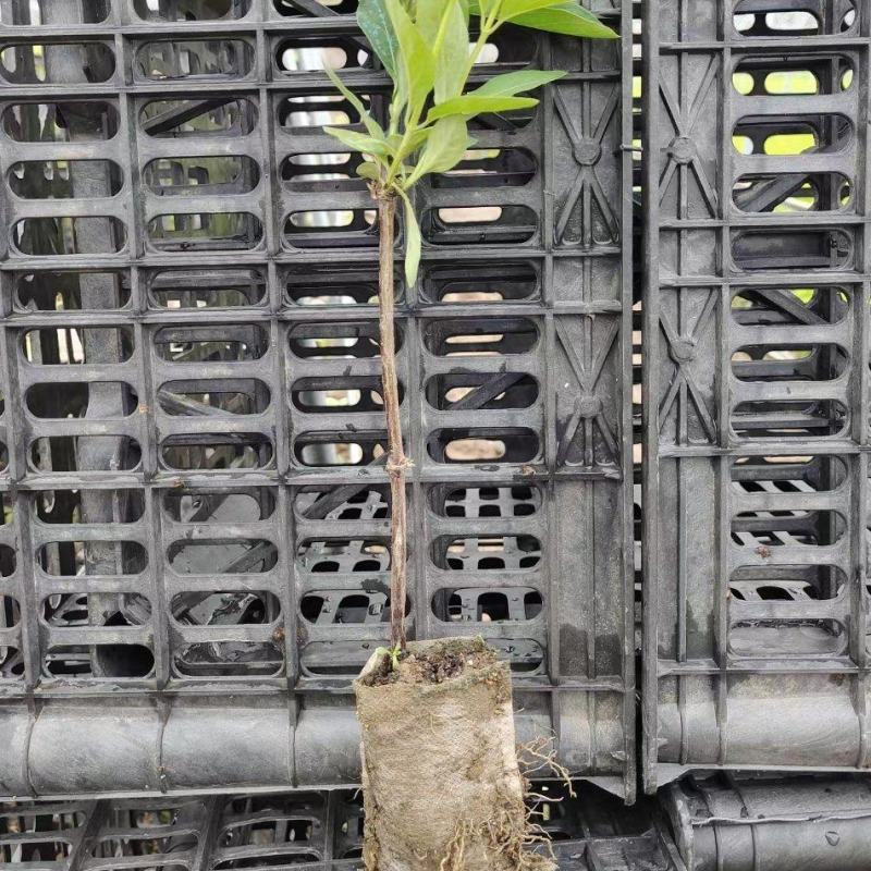 鲁平一号金银花杯苗种植回收技术指导顺丰包邮