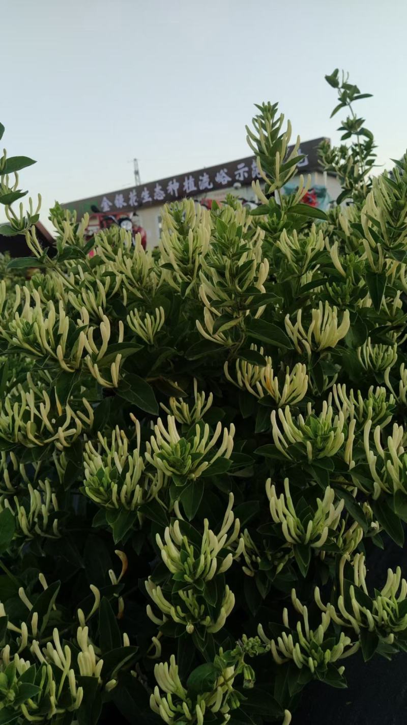 鲁平一号金银花杯苗种植回收技术指导顺丰包邮