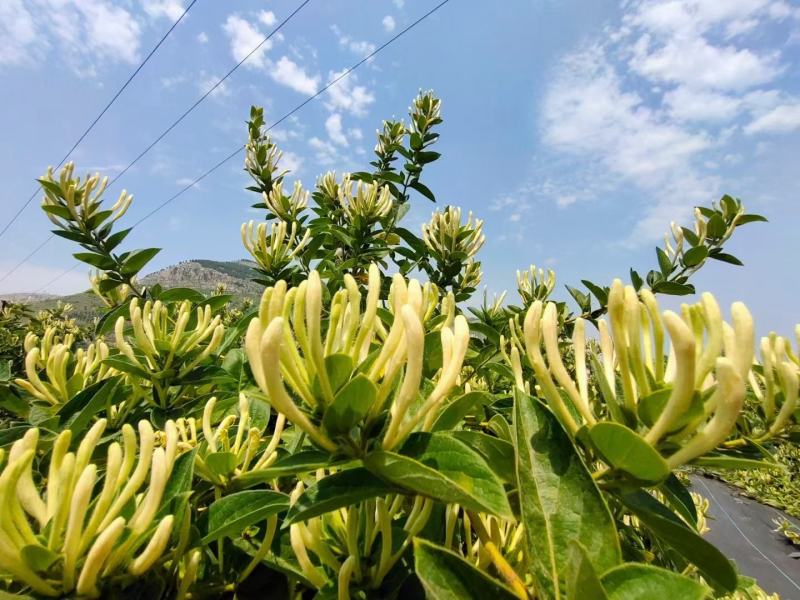 鲁平一号金银花杯苗种植回收技术指导顺丰包邮