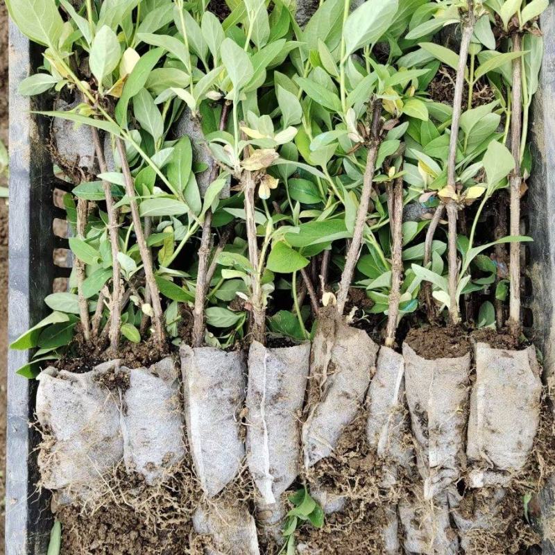 鲁平一号金银花杯苗种植回收技术指导顺丰包邮