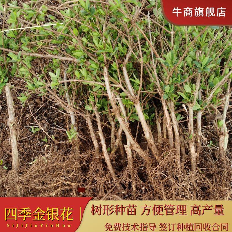 四季金银花苗基地直销顺丰包邮包品种技术指导干花回收