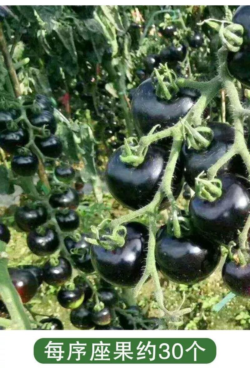 高产黑珍珠番茄种子，100粒糖度10.6.单个20克左右
