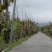 出租50多亩香蕉土地