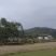 出租50多亩香蕉土地