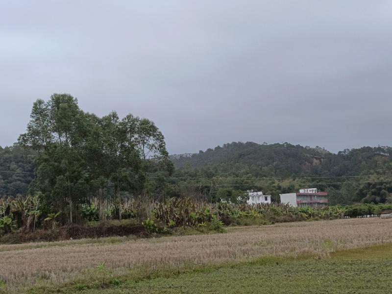 出租50多亩香蕉土地