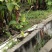 出租50多亩香蕉土地