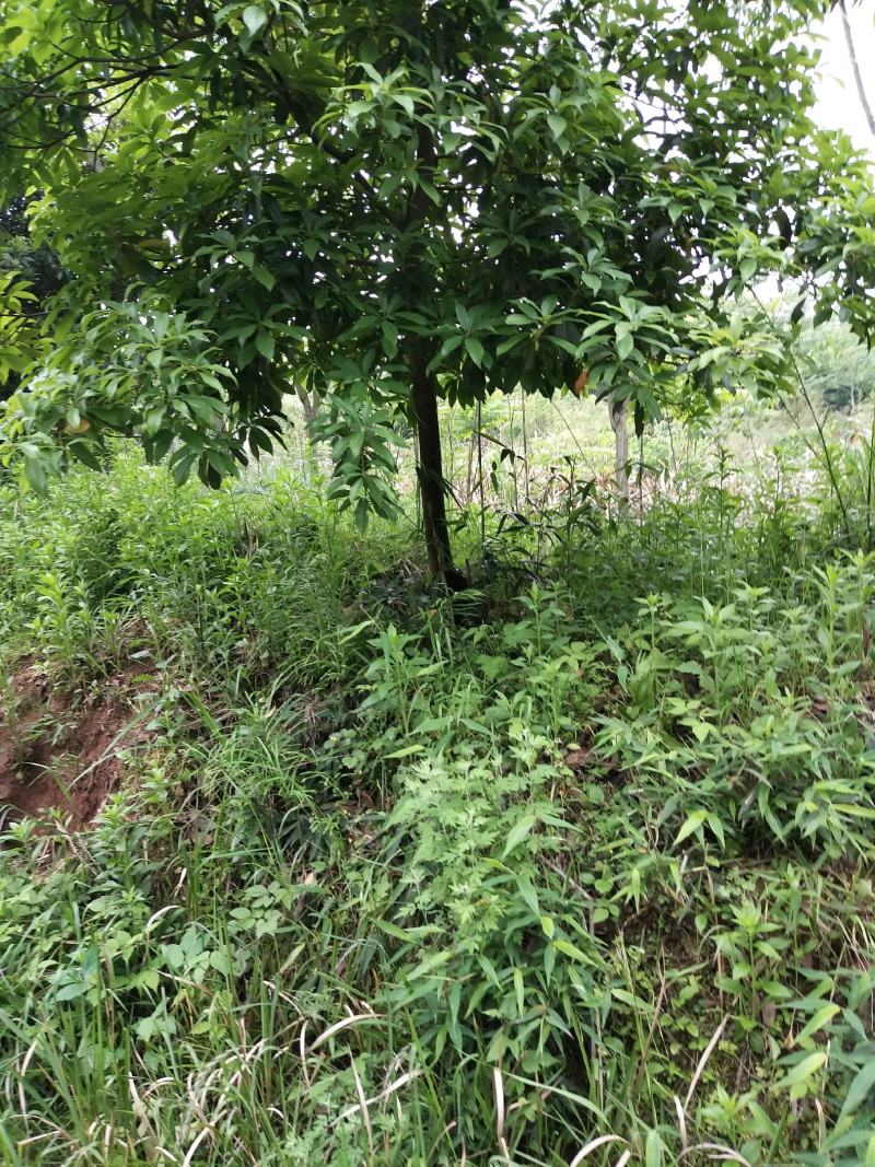 乐东(乐东拟单性木兰)有需要的可以咨询采购