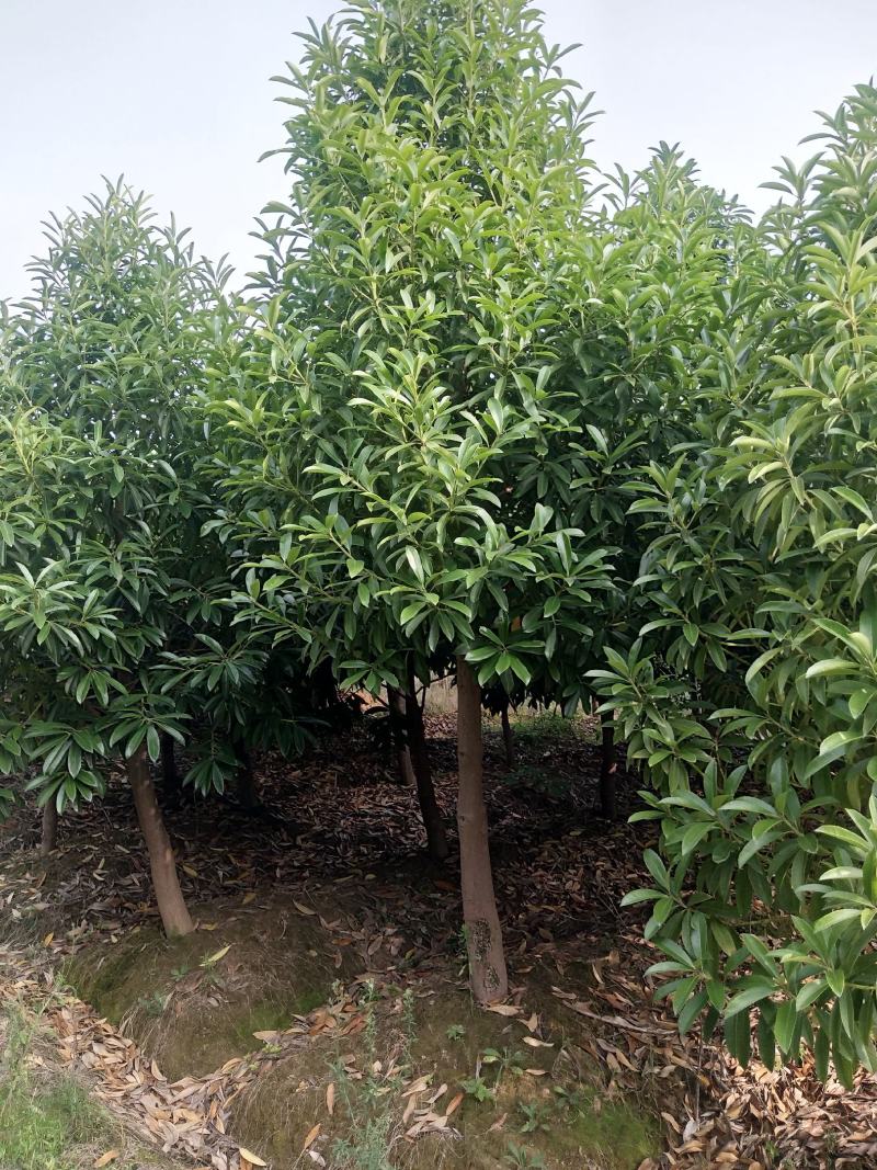 凌角三砜大量现货供应，有需要的可以采购咨询