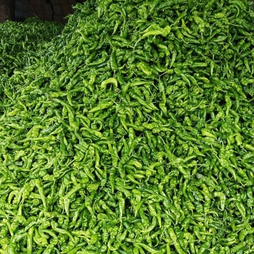 海南精品螺丝椒