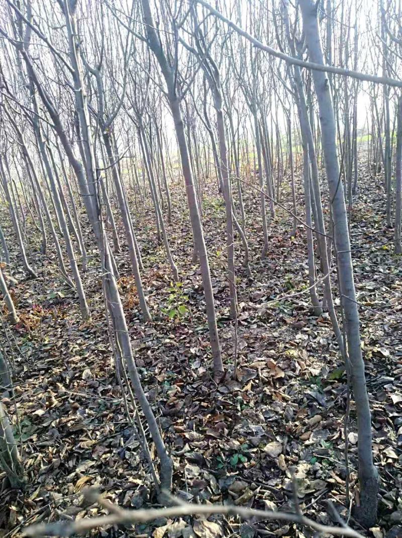 玉兰花大树苗别墅庭院绿化植物四季紫白玉兰名贵风景树浓香型