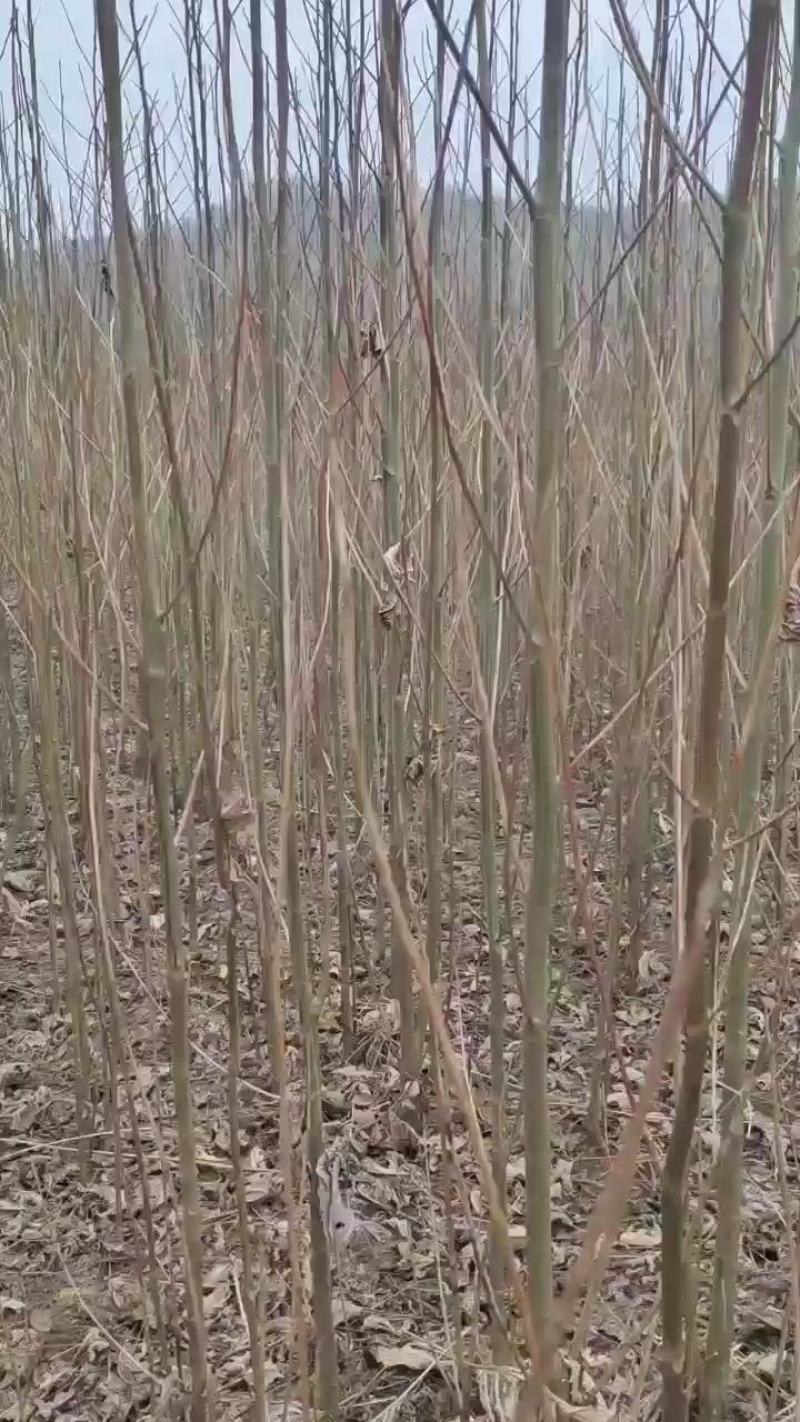 马褂木1一30公分供应，欢迎大量客户咨询采购