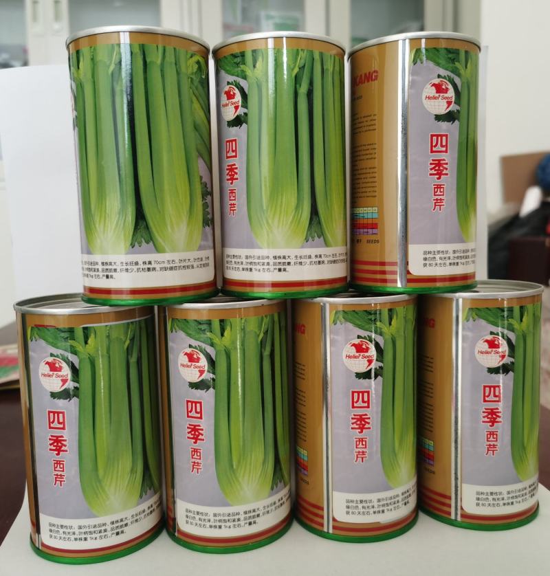 西芹种子黄玉西芹文图拉四季播种耐热耐低温抗病强高产