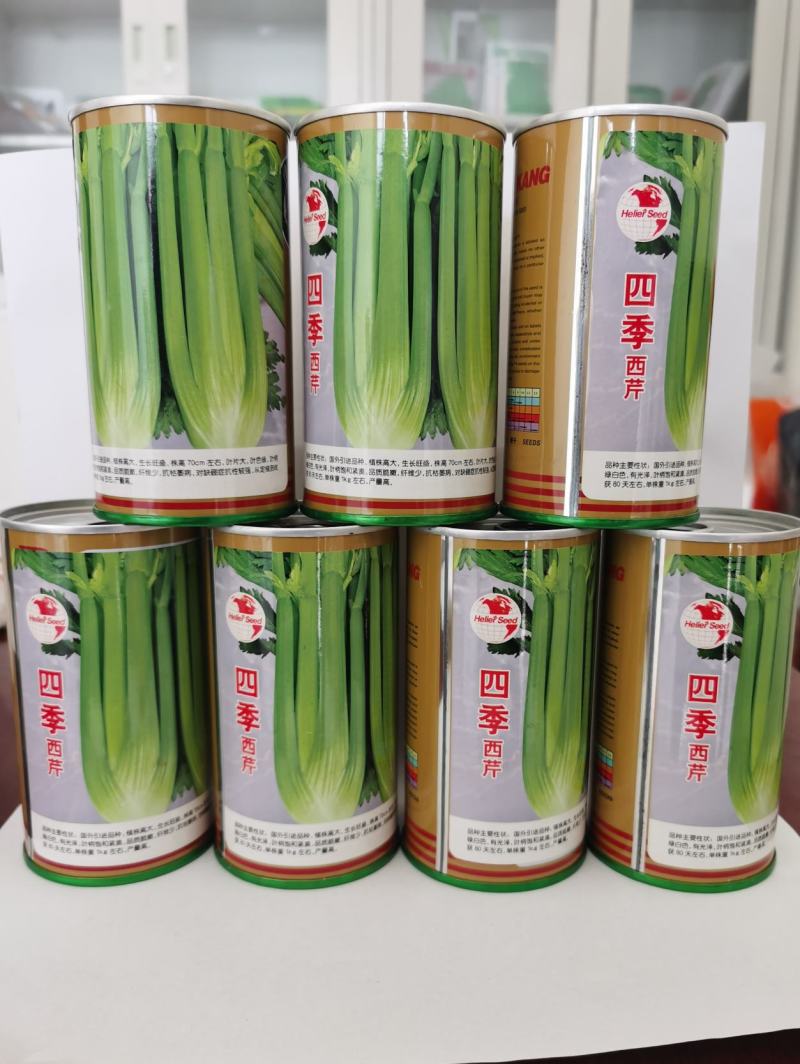 西芹种子黄玉西芹文图拉四季播种耐热耐低温抗病强高产
