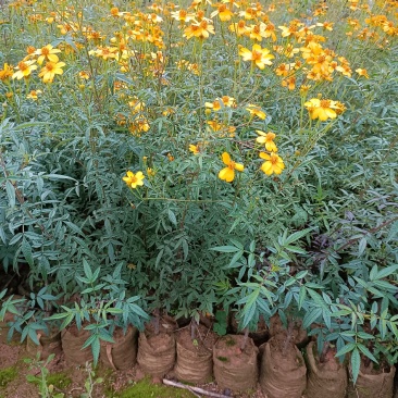 广东精品芳香万寿菊苗园区直发大量现货欢迎考察