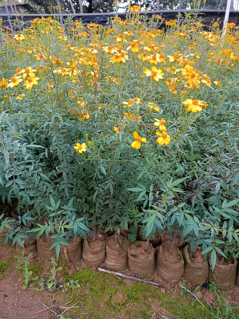 广东精品芳香万寿菊苗园区直发大量现货欢迎考察