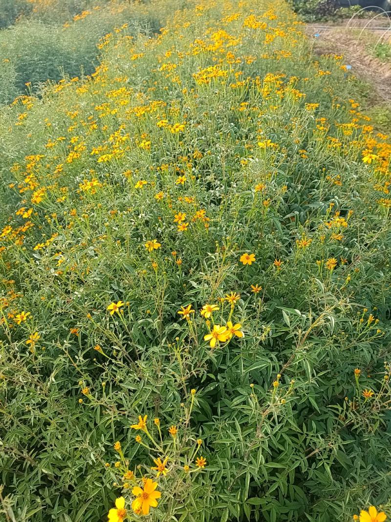 广东精品芳香万寿菊苗园区直发大量现货欢迎考察