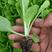 精品白菜苗，叶色浓绿，抗病强，长势好产量高，免费技术指导