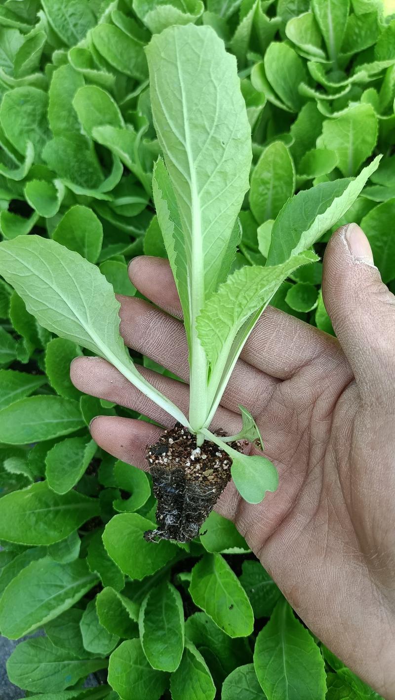 精品白菜苗，叶色浓绿，抗病强，长势好产量高，免费技术指导