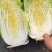 精品黄心白菜四川白菜大量供应欢迎选购品质保证