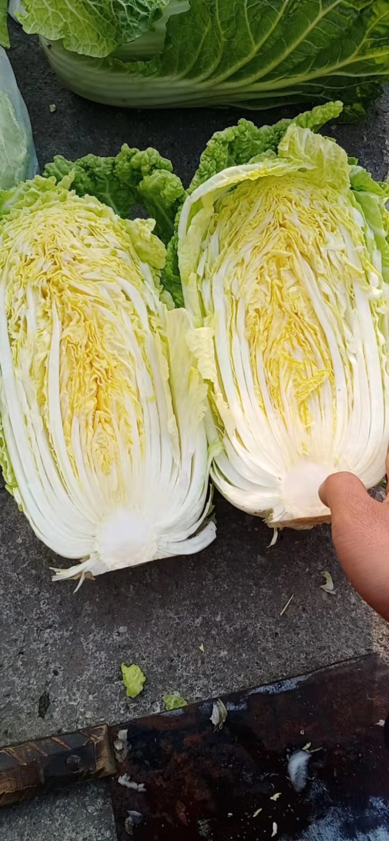精品黄心白菜四川白菜大量供应欢迎选购品质保证