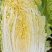精品黄心白菜四川白菜大量供应欢迎选购品质保证