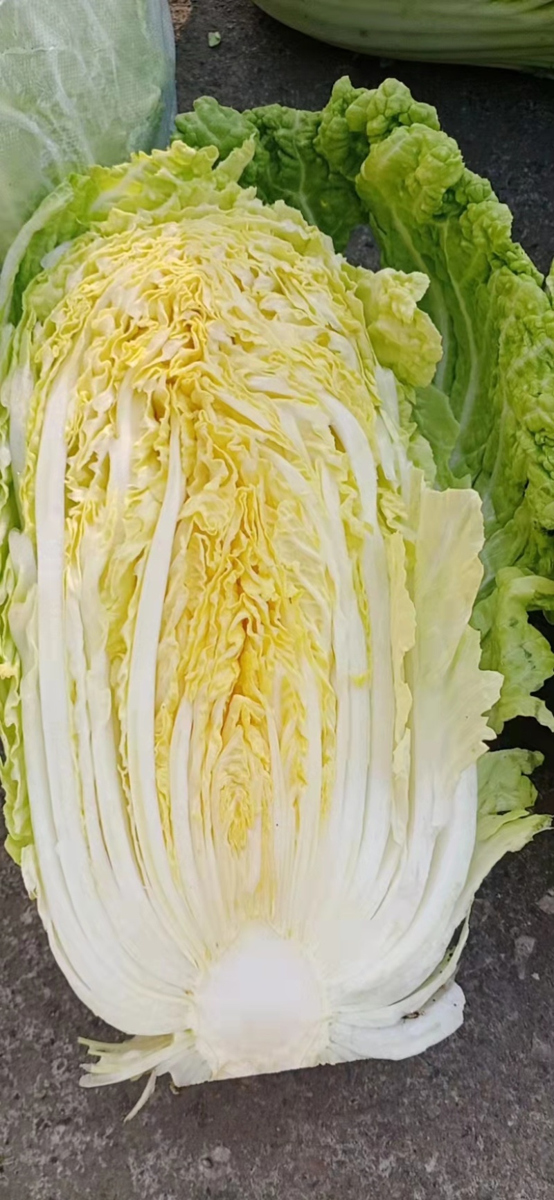 精品黄心白菜四川白菜大量供应欢迎选购品质保证