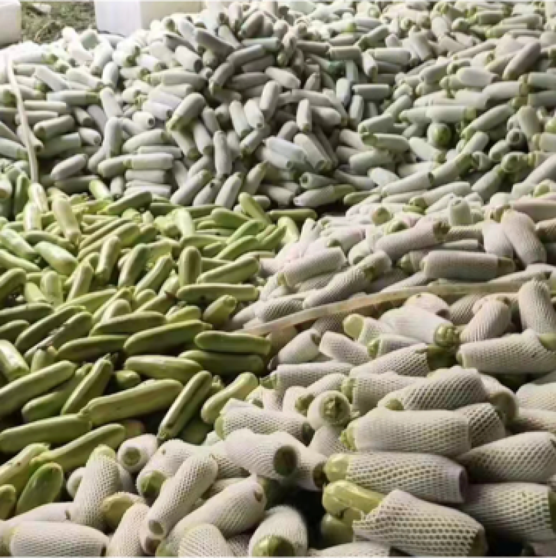 【精品推荐】西葫芦产地直销一手货源量大从优