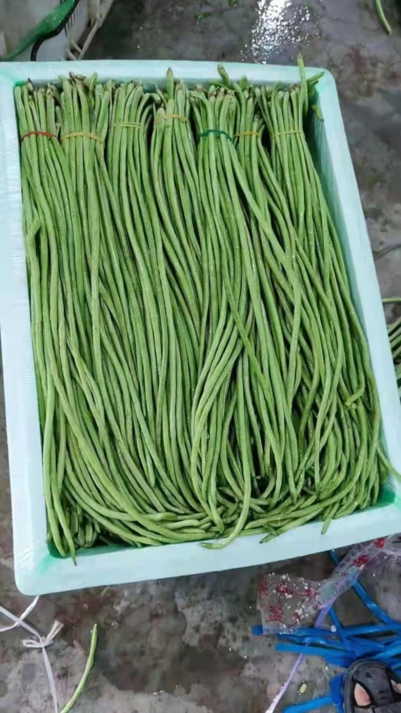 【店长推荐】精品豆角品质保证大量供应欢迎选购