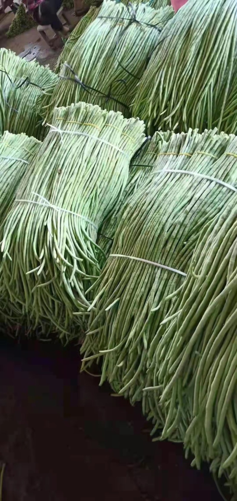 【店长推荐】精品豆角品质保证大量供应欢迎选购