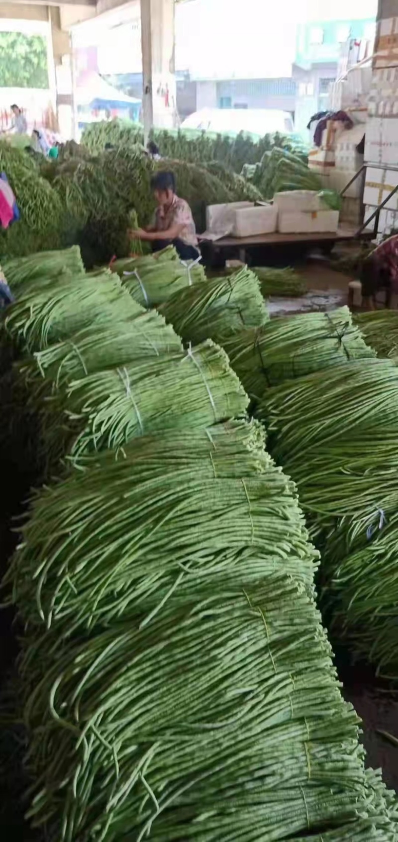 【店长推荐】精品豆角品质保证大量供应欢迎选购