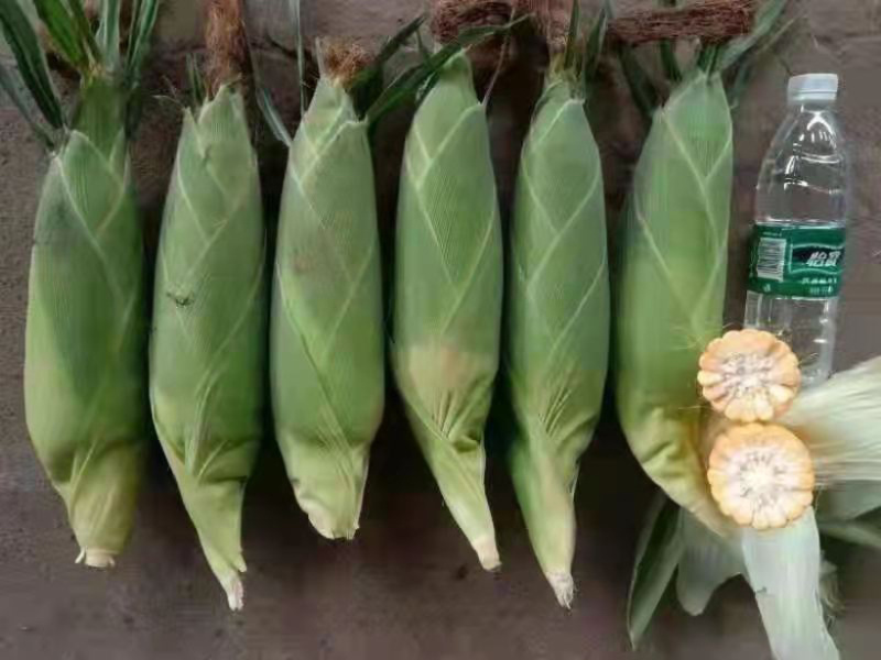 【精品推荐】糯玉米玉米大量上市货好价可优欢迎咨询