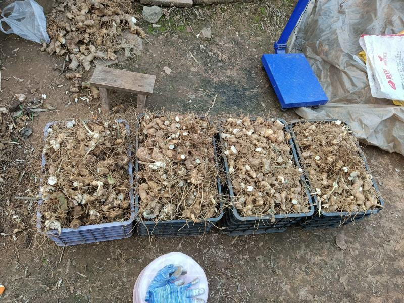 黄精新鲜根茎繁殖种植生产用