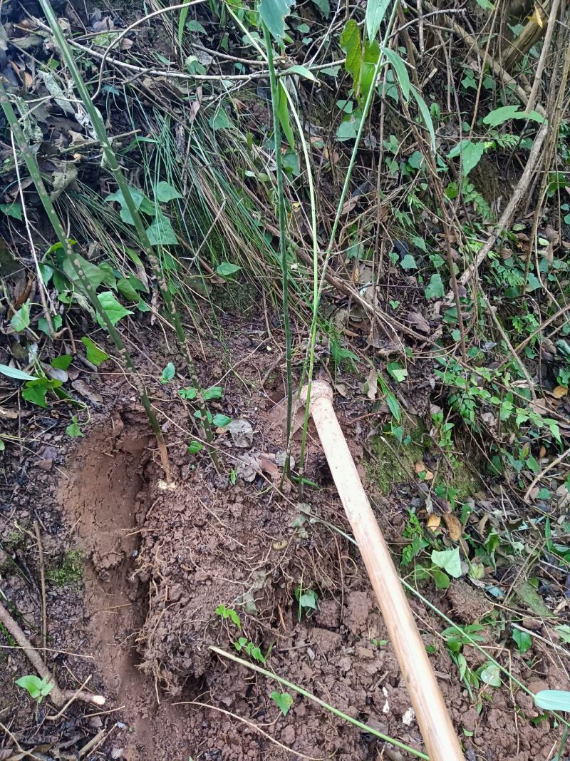 黄精新鲜根茎繁殖种植生产用