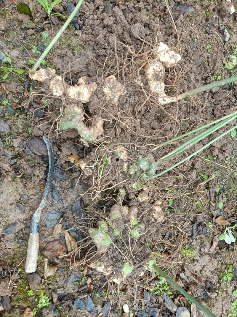黄精新鲜根茎繁殖种植生产用