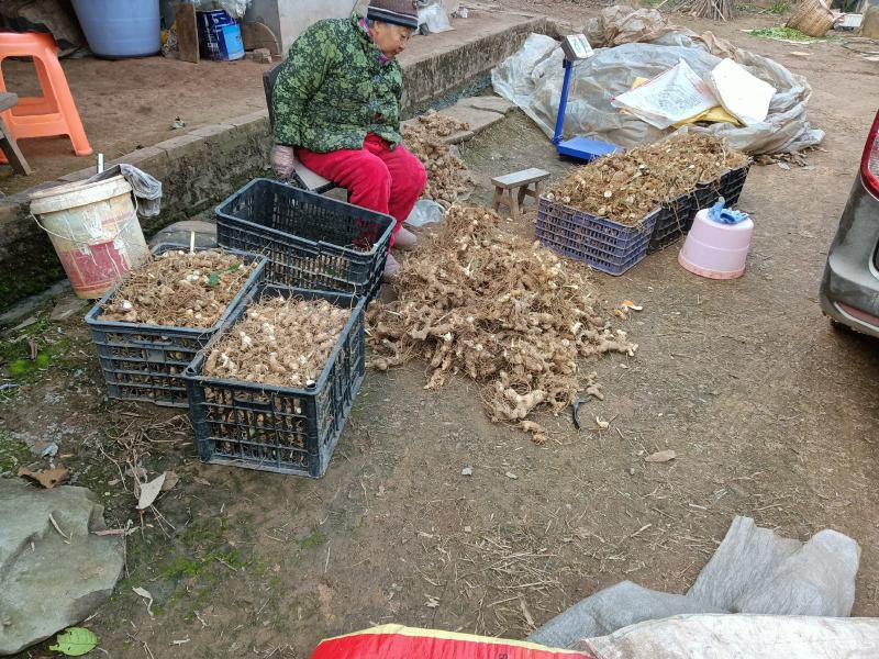 黄精新鲜根茎繁殖种植生产用