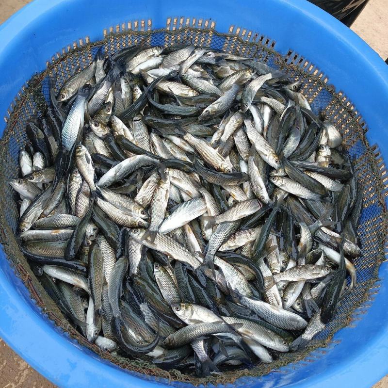 草鱼苗抗病毒快大！量大从优基地直发致电联系