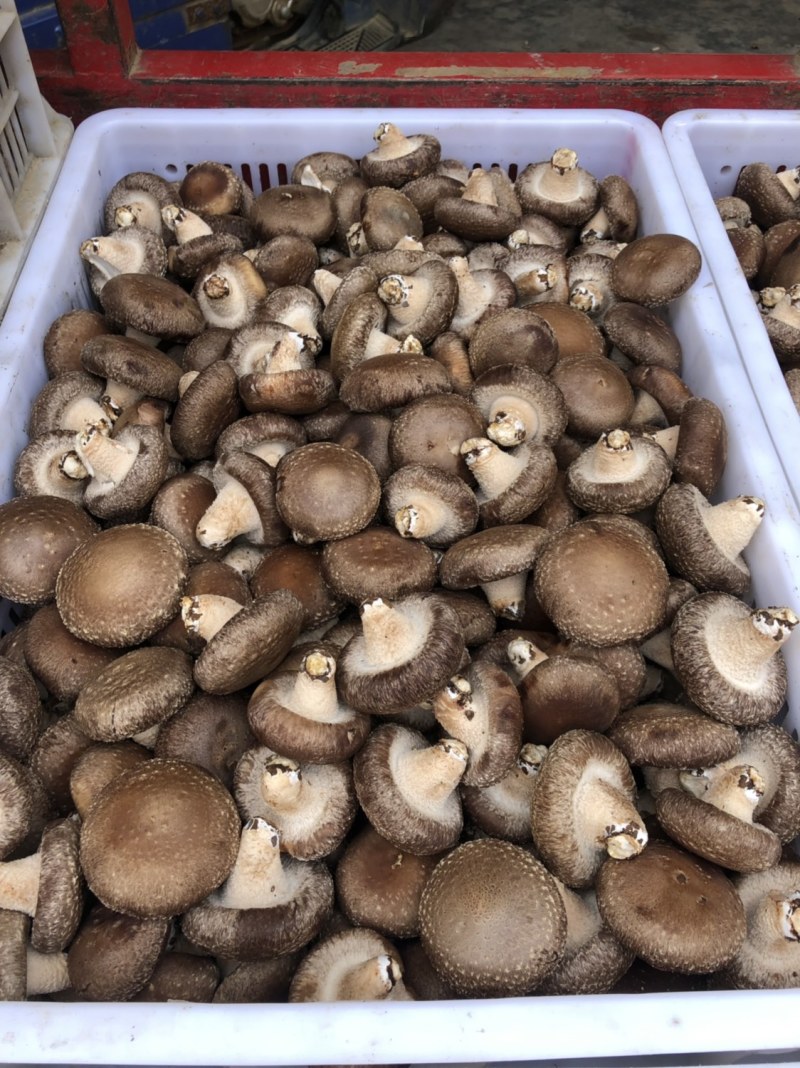 鲜香菇精品
