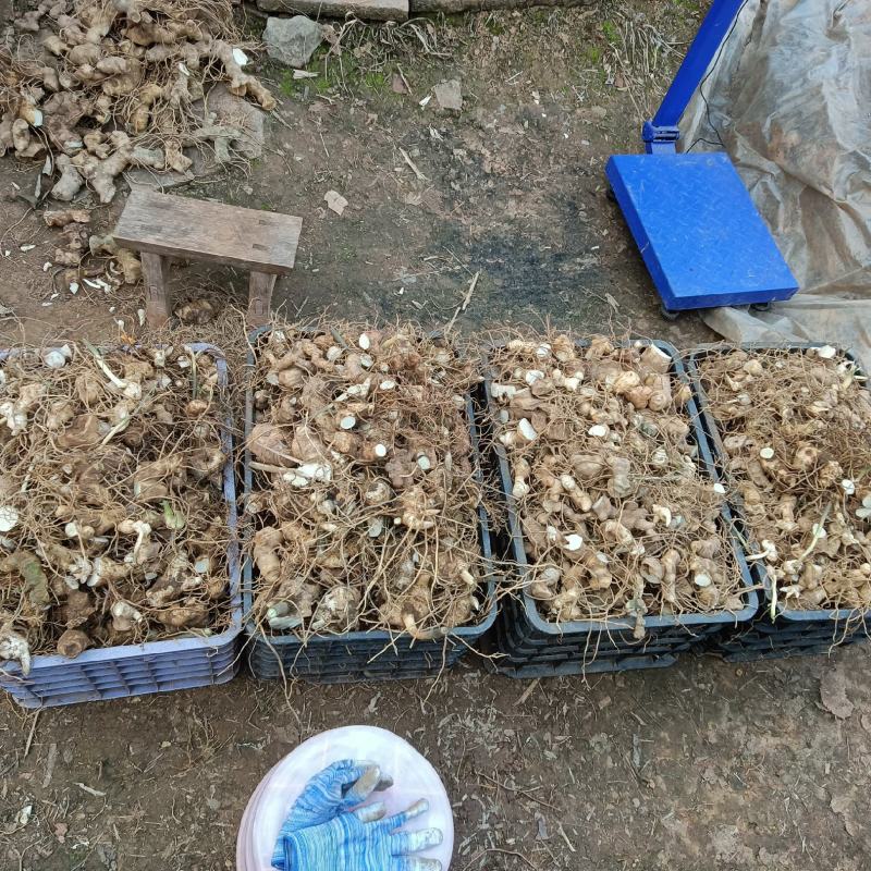 黄精新鲜根茎繁殖种植生产用