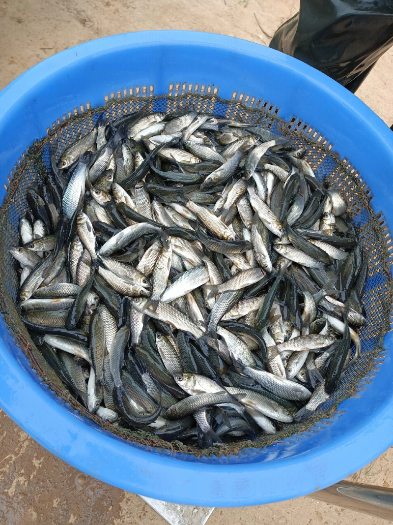 草鱼苗抗病毒快大！量大从优基地直发致电联系