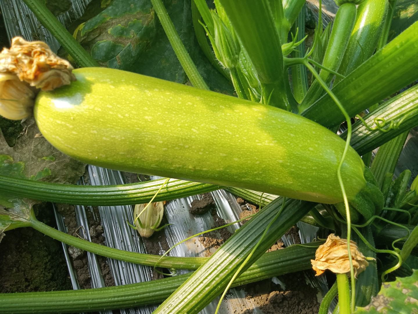 绿宝西葫芦在田间整齐排列,叶片宽大,藤蔓生长旺盛,部分果实已成熟可采摘 绿宝西葫芦田间种植图