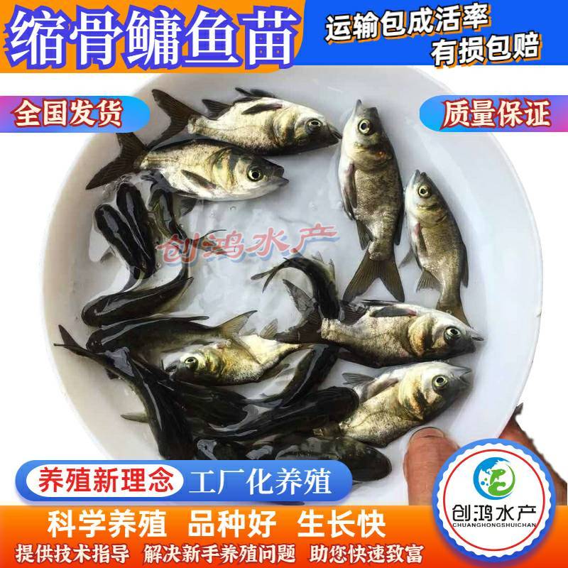 【2023新苗】缩骨大头鱼苗缩骨鱼苗缩骨鳙鱼苗