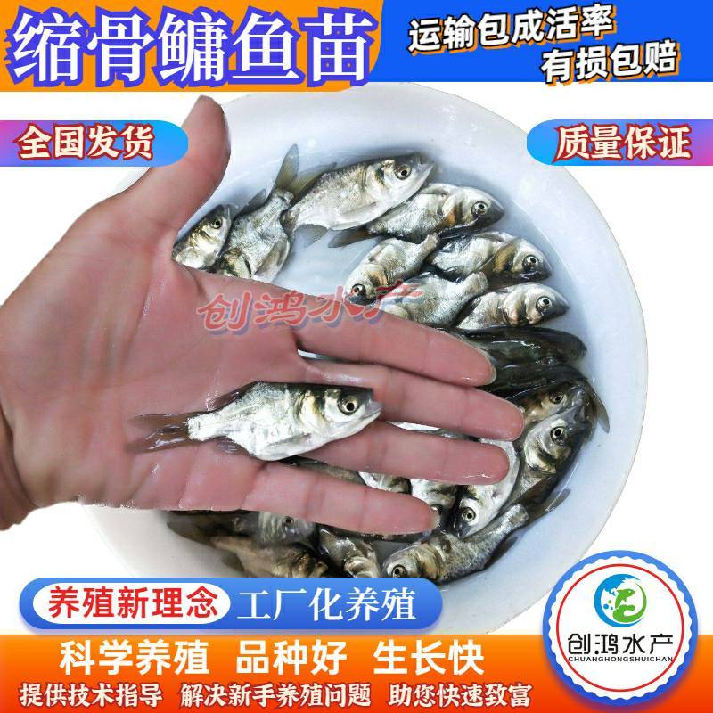 【2023新苗】苗场直供缩骨大头鱼苗缩骨鱼苗缩骨鳙鱼苗