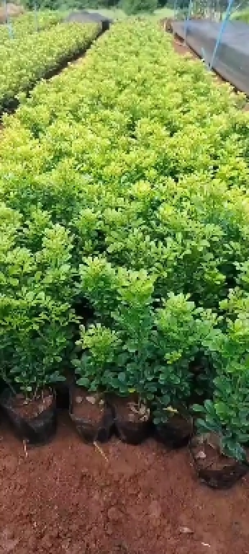 米兰花批发基地