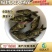 【2023新苗】一级缩骨大头鱼苗缩骨鱼苗缩骨鳙鱼苗