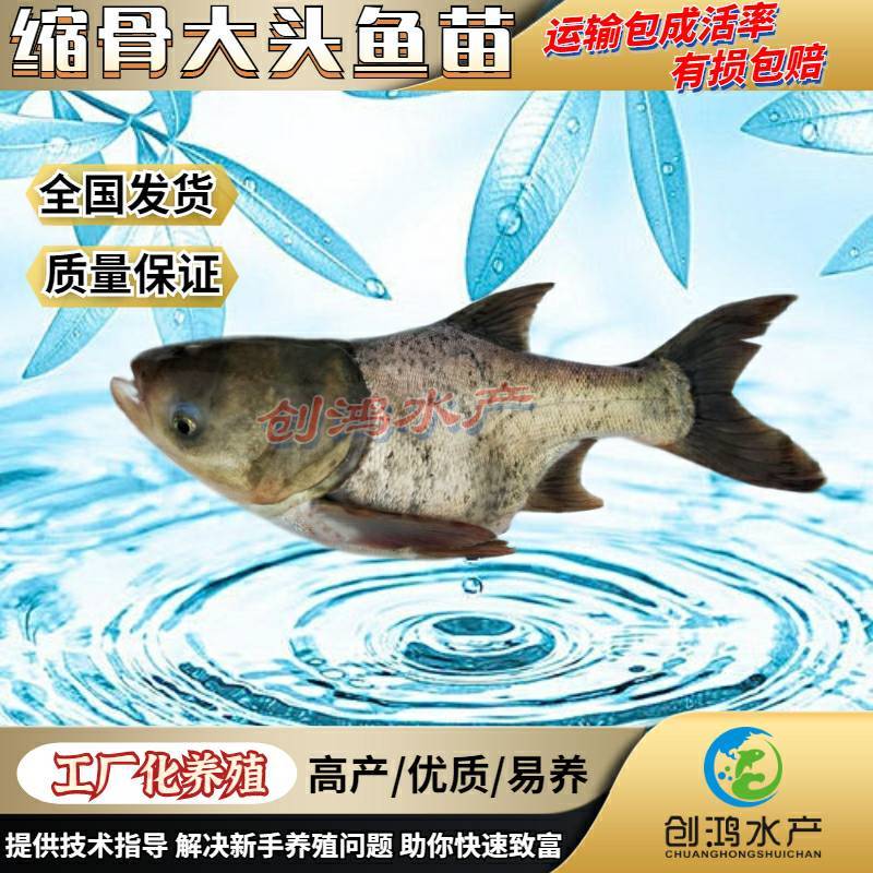 【2023新苗】一级缩骨大头鱼苗缩骨鱼苗缩骨鳙鱼苗